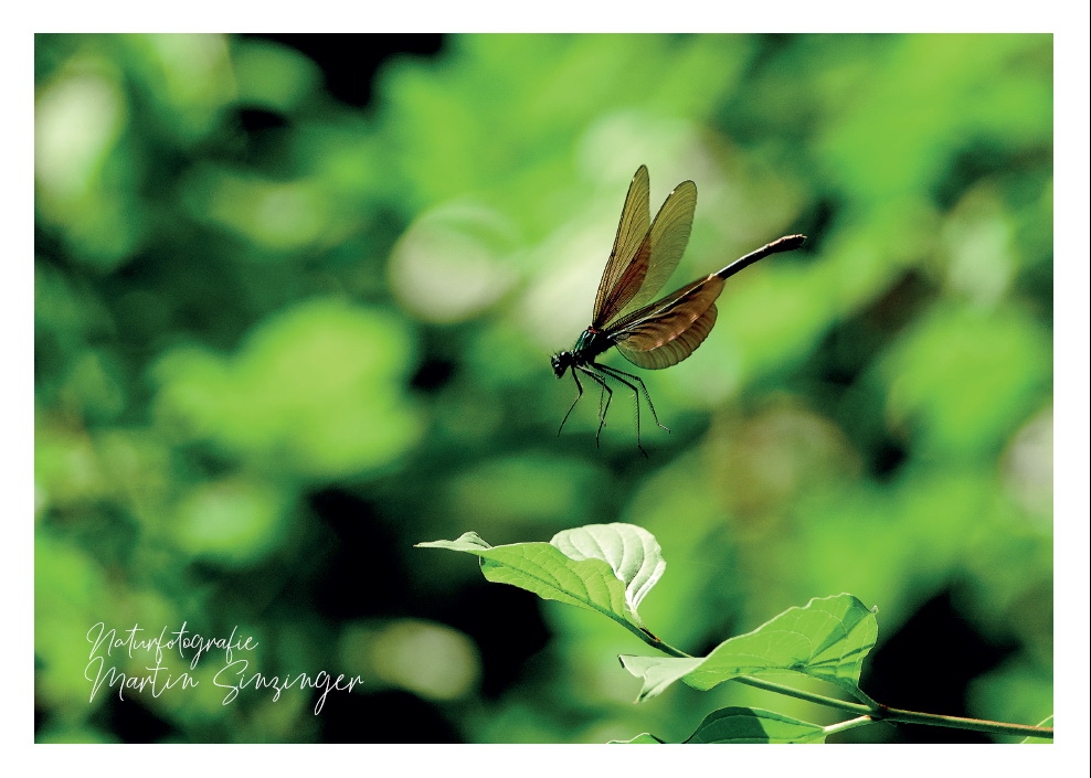 Postkarten Naturfotografie