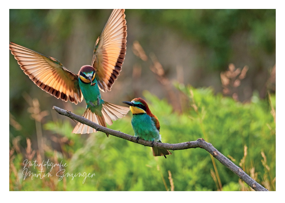 Postkarten Naturfotografie