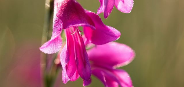 Naturfotografie Martin Sinzinger Naturfotografie Martin Sinzinger