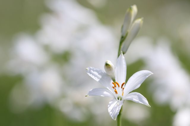 Paradieslilie am Monte Baldo Gardasee - Naturfotografie und Naturbegegnung mit Martin und Ulrike Sinzinger
