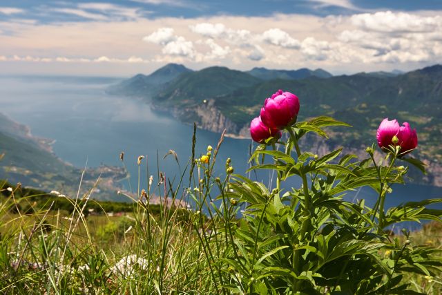 Wilde Pfingstrose am Monte Baldo Gardasee - Naturfotografie und Naturbegegnung mit Martin und Ulrike Sinzinger